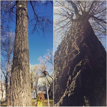 Вековой тополь: здесь растёт самое необъятное дерево Перми