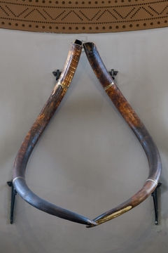 Бивни мамонта