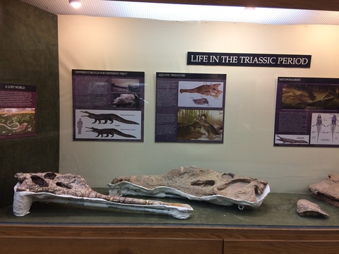 Aquatic Predators