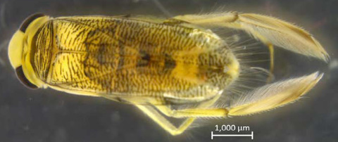 Axayácatl - Krizousacorixa tolteca
