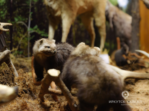 МУЗЕЙ «ПРИРОДА ЮЖНОГО ПРИБАЙКАЛЬЯ»