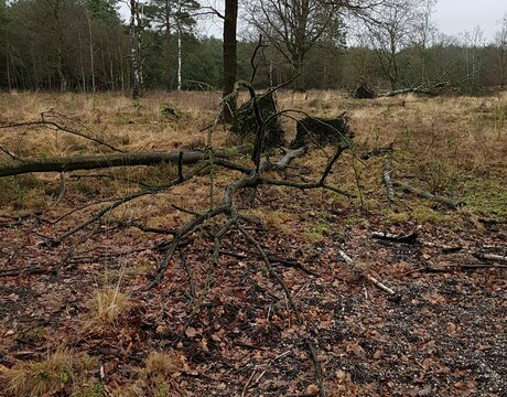 Aversie Jegens Grond en Zucht naar Zon