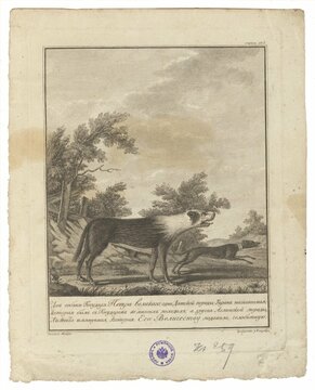 Ученики Игнаца (Игнатия) Себастьяна Клаубера в Граверном классе Императорской Академии художеств. Две собаки Петра Великого: Тиран и Лизетта