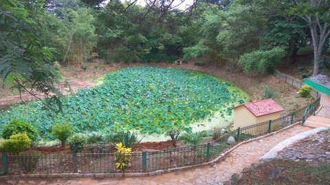 Lotus Pond