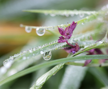 Утренняя роса