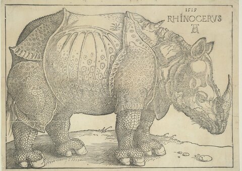 Альбрехт Дюрер. Носорог. 1515
